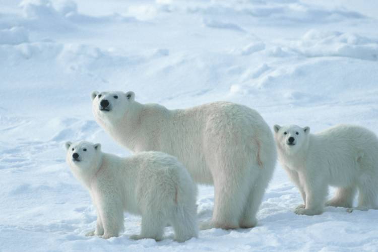 How to Adapt to Any Workplace like a Polar Bear